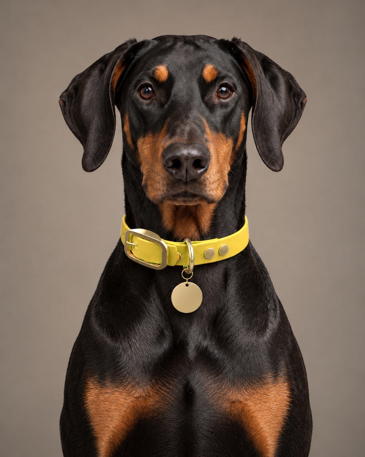 Collar MONO, Yellow / Brass, on a dog