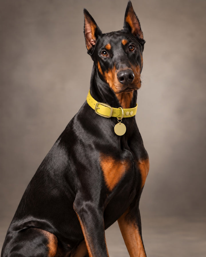 Collar MONO, Yellow / Brass, an einem Hund
