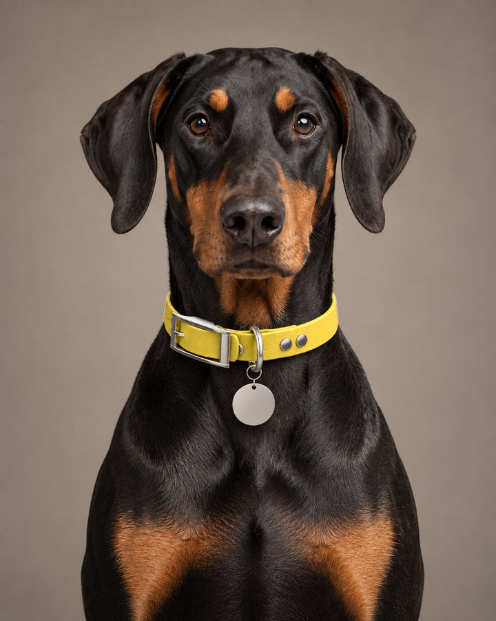 Collar MONO, Yellow / Silver, on a dog