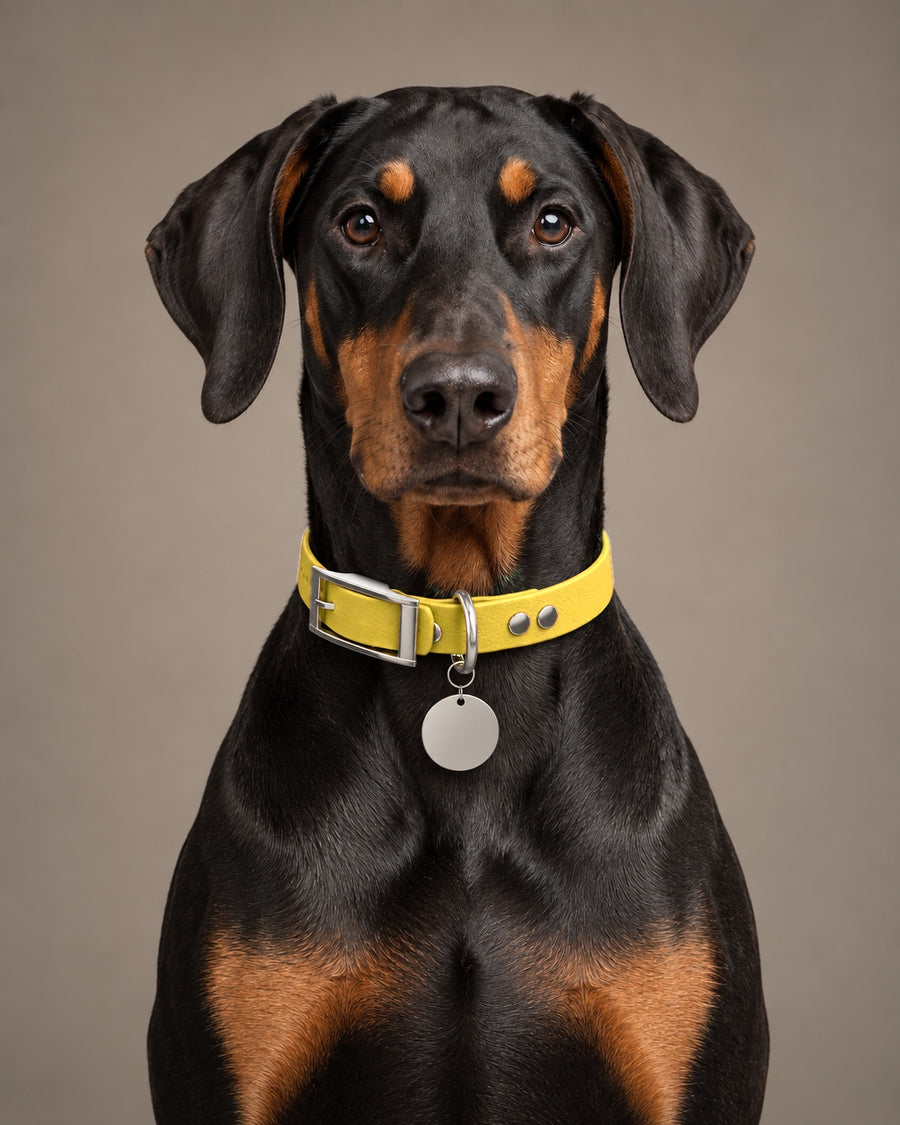 Collar MONO, Yellow / Silver, on a dog