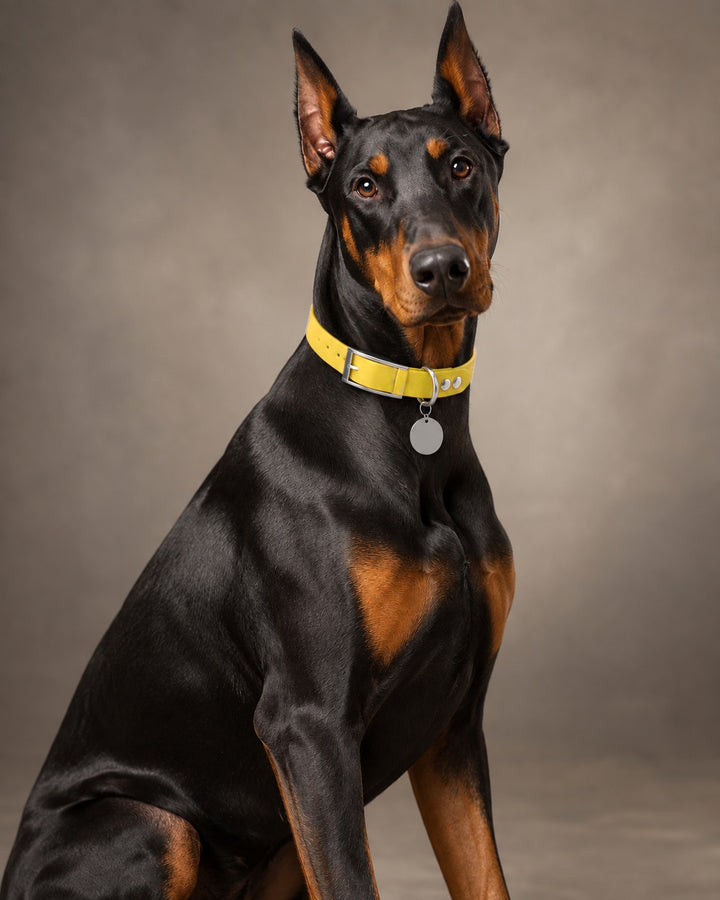 Collar MONO, Yellow / Silver, on a dog