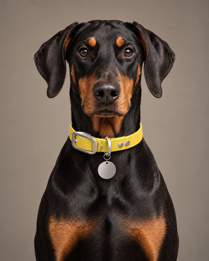 Collar MONO, Yellow / Stainless Steel, on a dog