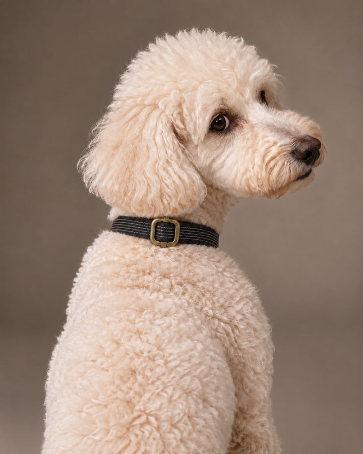 Collar QUICK, Black / Antique, an einem Hund