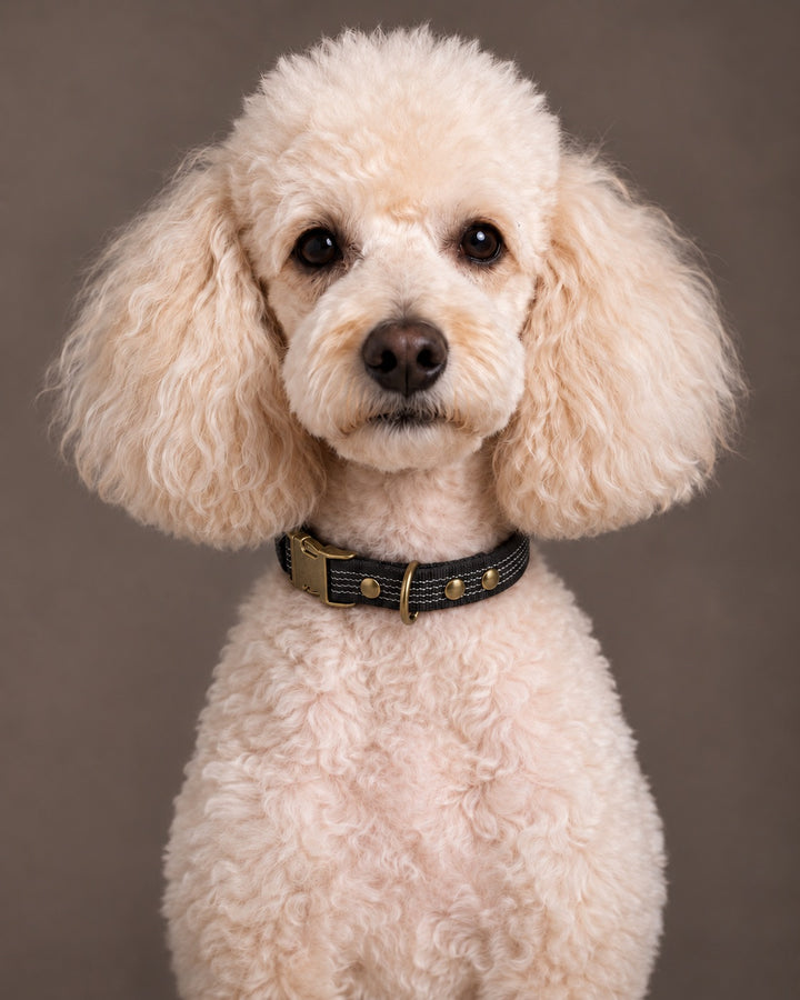 Collar QUICK, Black / Antique, an einem Hund