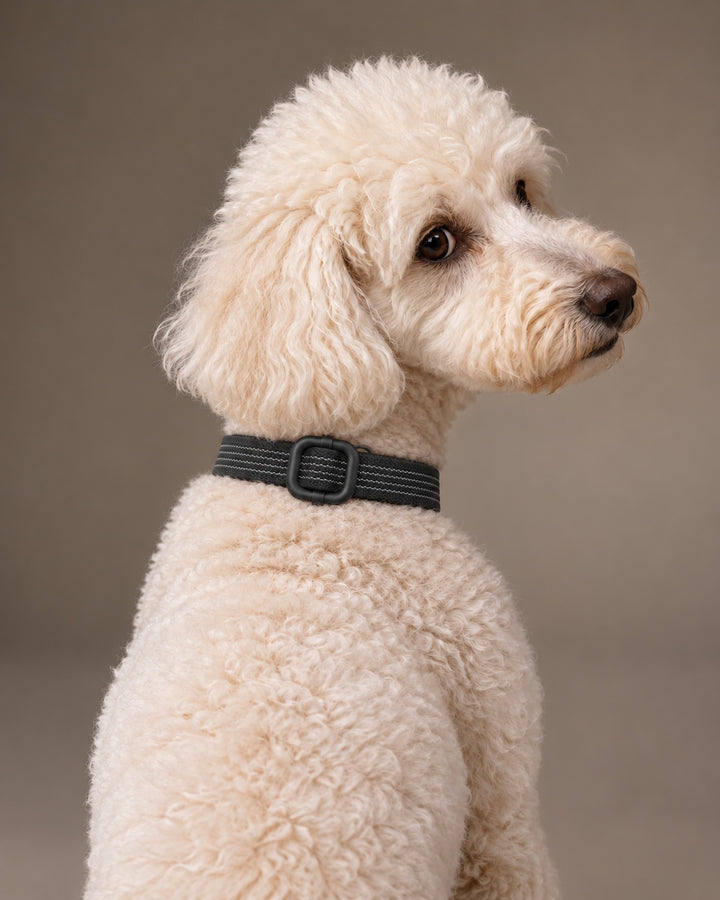 Collar QUICK, Black / Black, an einem Hund