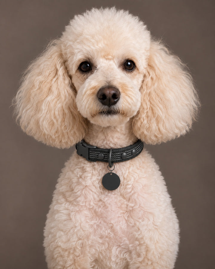 Collar QUICK, Black / Black, an einem Hund