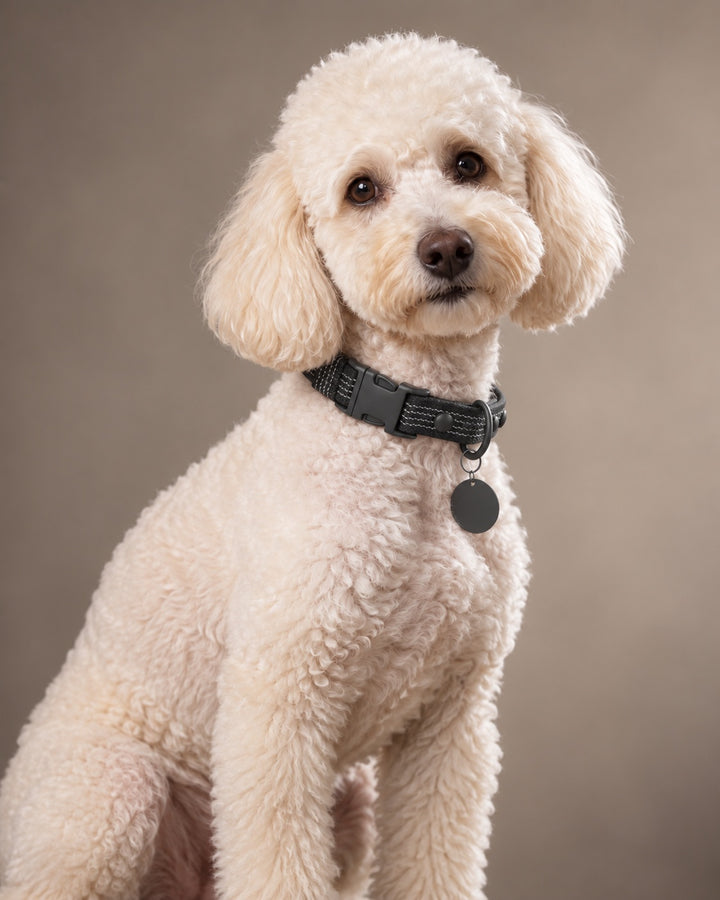 Collar QUICK, Black / Black, an einem Hund