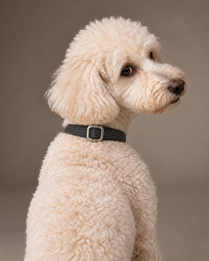 Collar QUICK, Black / Silver, an einem Hund