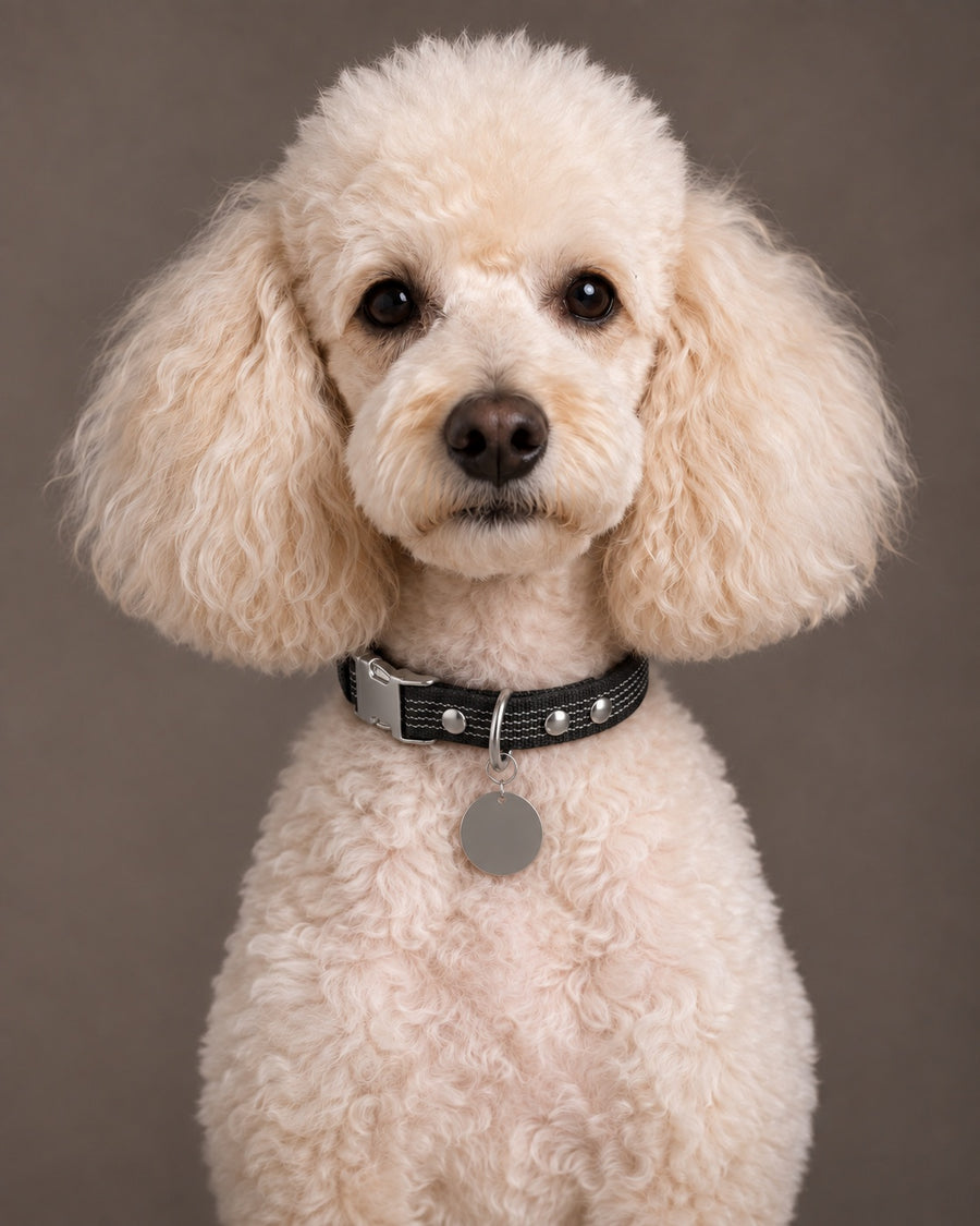 Collar QUICK, Black / Silver, on a dog