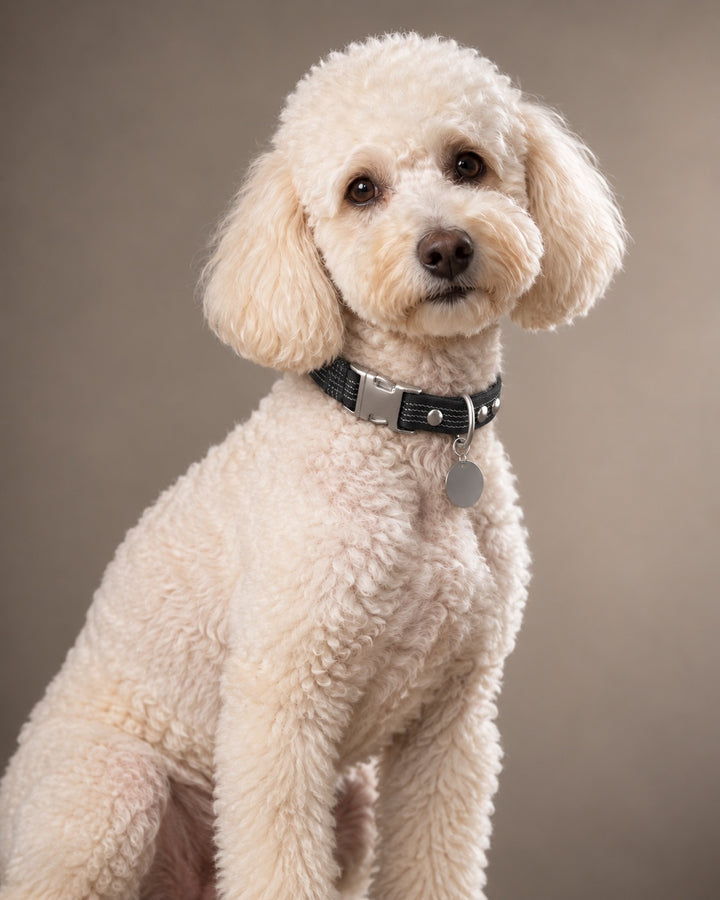 Collar QUICK, Black / Silver, an einem Hund