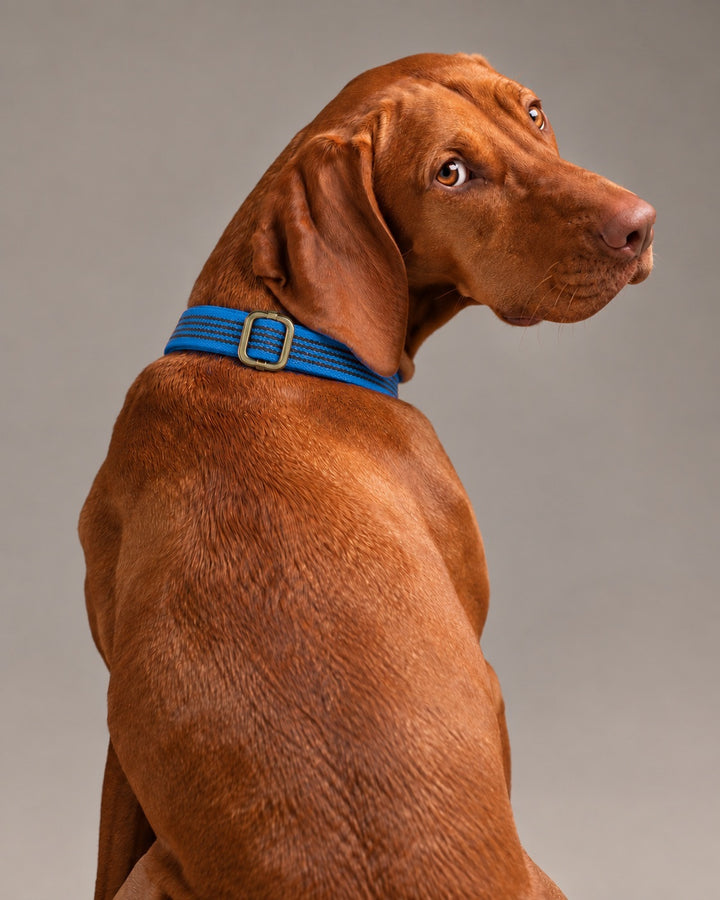 Collar QUICK, Blue / Antique, an einem Hund
