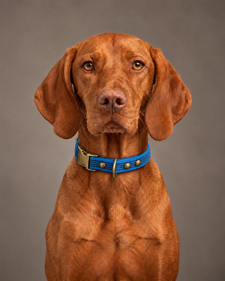 Collar QUICK, Blue / Antique, an einem Hund