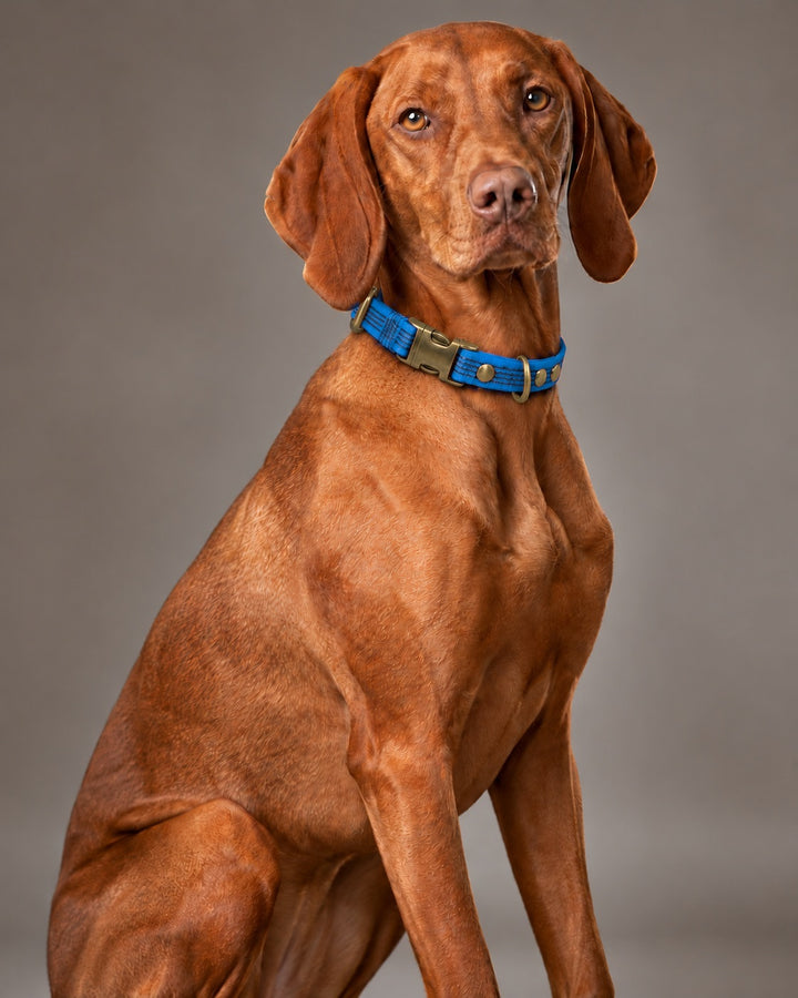 Collar QUICK, Blue / Antique, an einem Hund