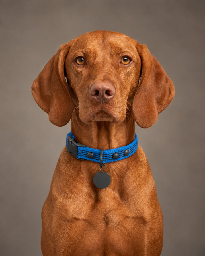 Collar QUICK, Blue / Black, an einem Hund