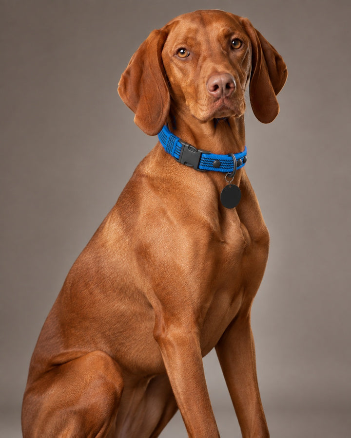 Collar QUICK, Blue / Black, an einem Hund