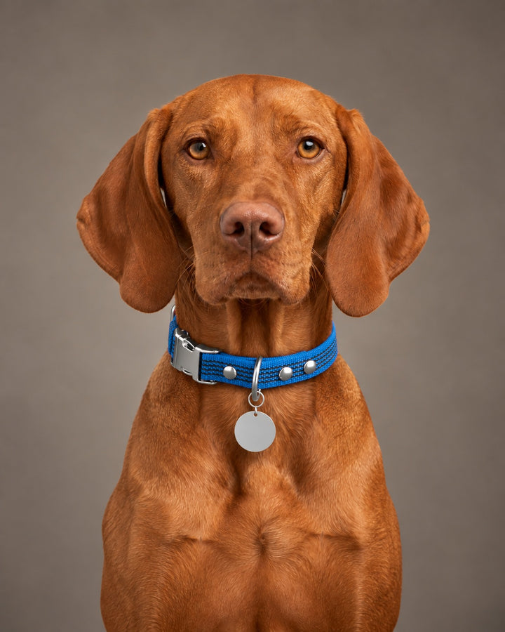Collar QUICK, Blue / Silver, an einem Hund