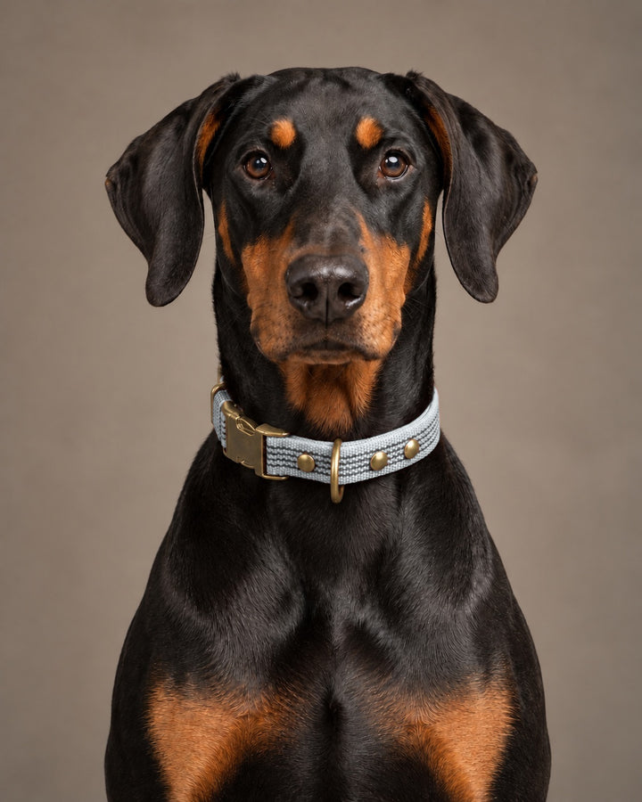 Collar QUICK, Gray / Antique, an einem Hund