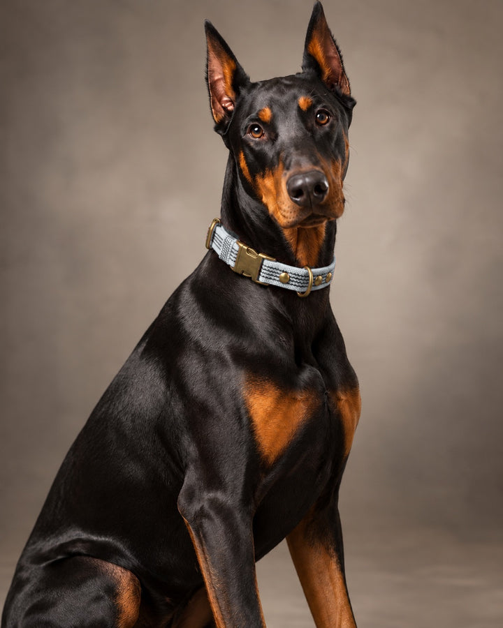 Collar QUICK, Gray / Antique, an einem Hund