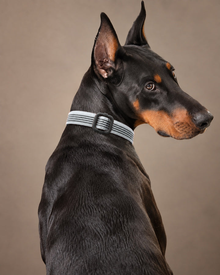 Collar QUICK, Gray / Black, an einem Hund