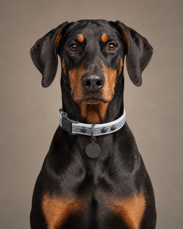 Collar QUICK, Gray / Black, an einem Hund