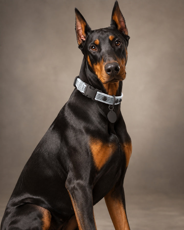 Collar QUICK, Gray / Black, an einem Hund