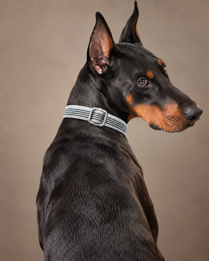 Collar QUICK, Gray / Silver, an einem Hund