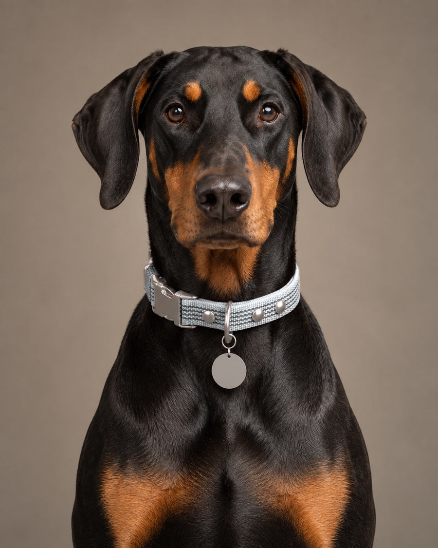 Collar QUICK, Gray / Silver, on a dog