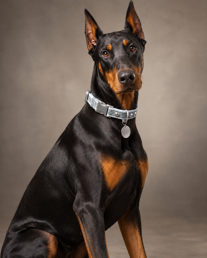 Collar QUICK, Gray / Silver, an einem Hund