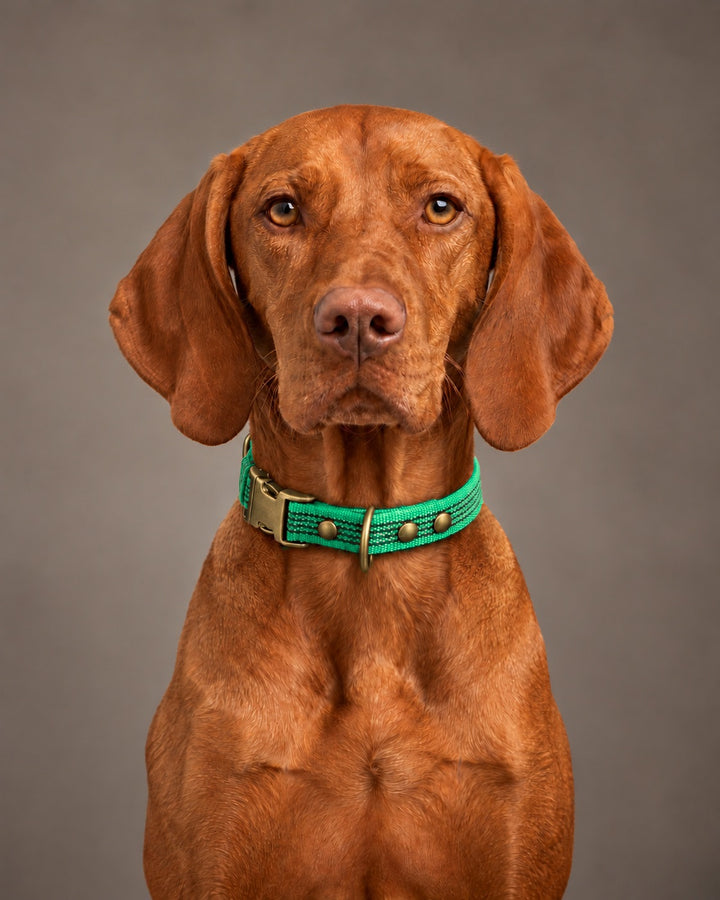Collar QUICK, Green / Antique, an einem Hund