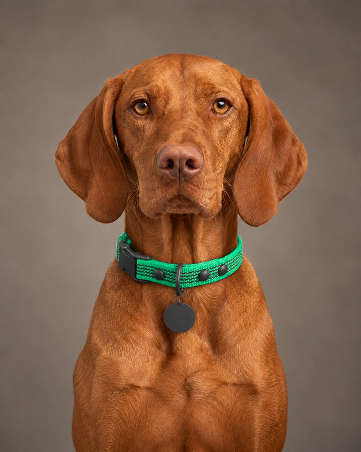 Collar QUICK, Green / Black, an einem Hund