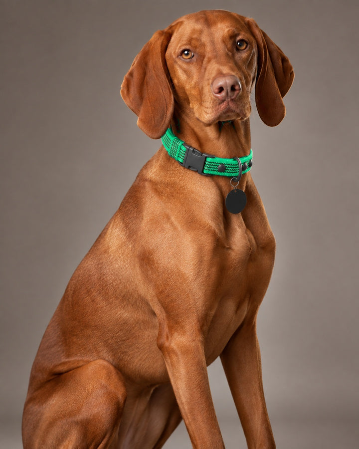 Collar QUICK, Green / Black, an einem Hund