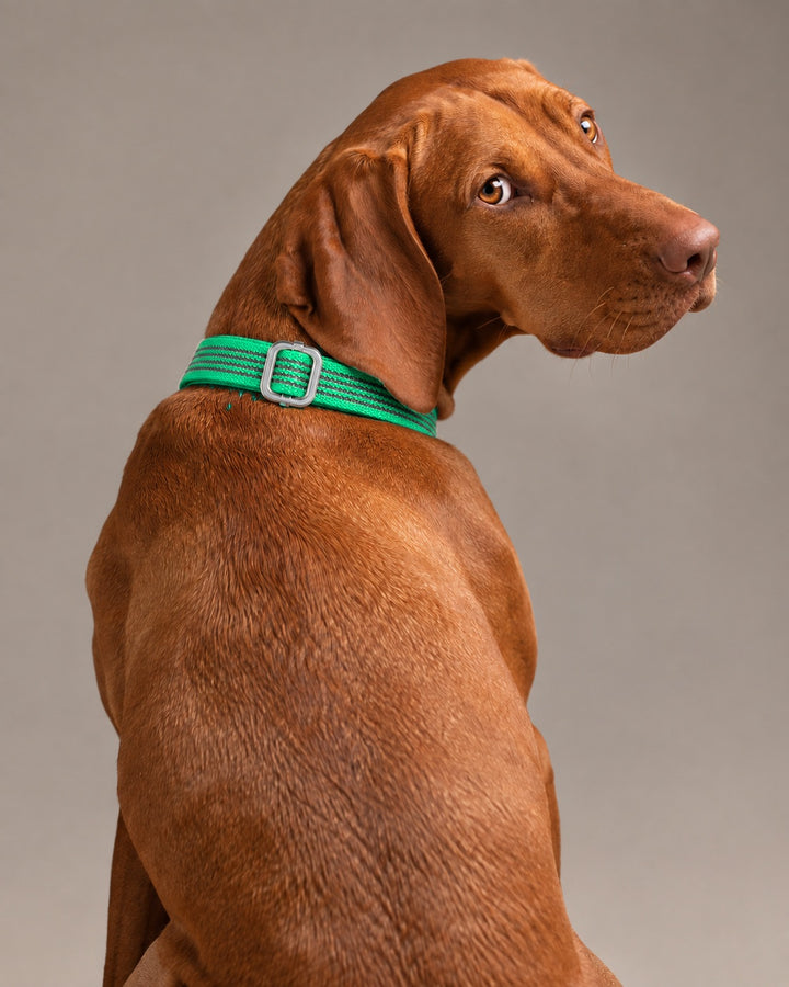 Collar QUICK, Green / Silver, an einem Hund