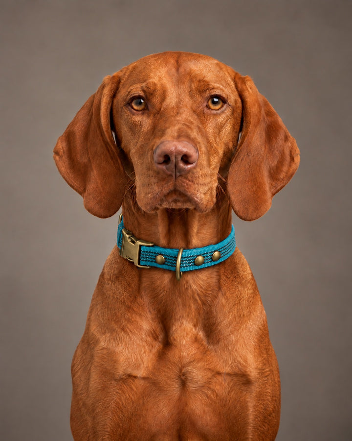 Collar QUICK, Kerosene / Antique, an einem Hund