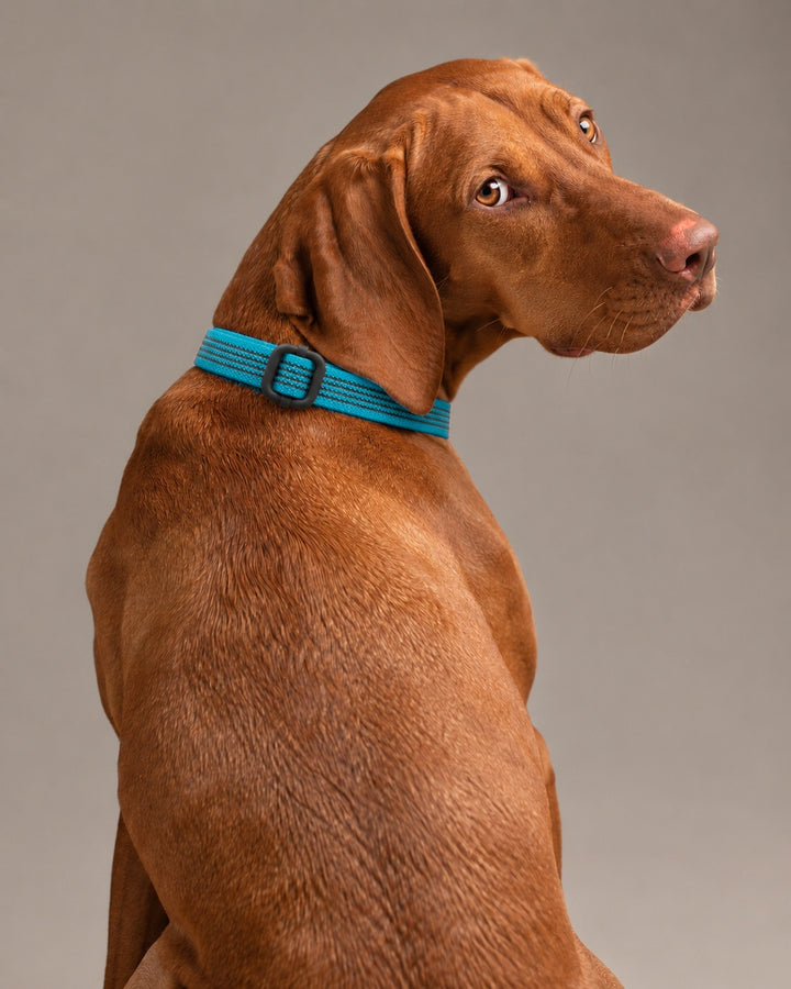 Collar QUICK, Kerosene / Black, an einem Hund