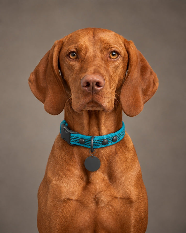 Collar QUICK, Kerosene / Black, an einem Hund
