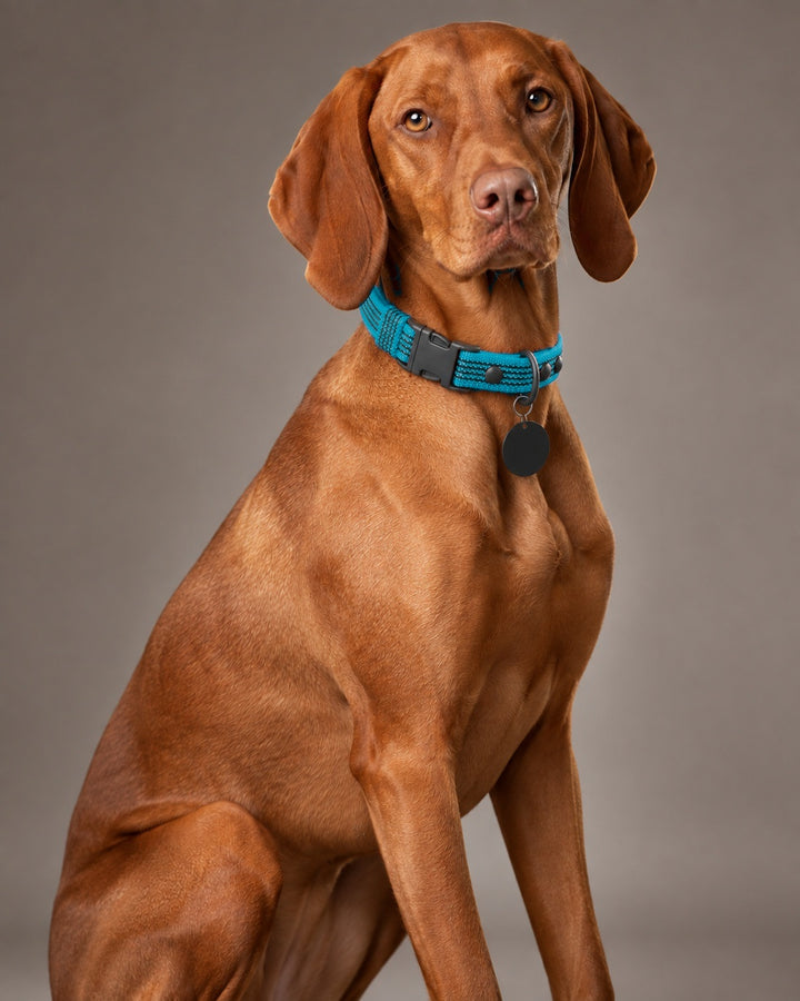 Collar QUICK, Kerosene / Black, an einem Hund
