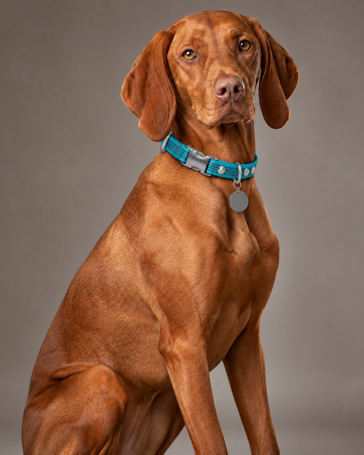 Collar QUICK, Kerosene / Silver, an einem Hund