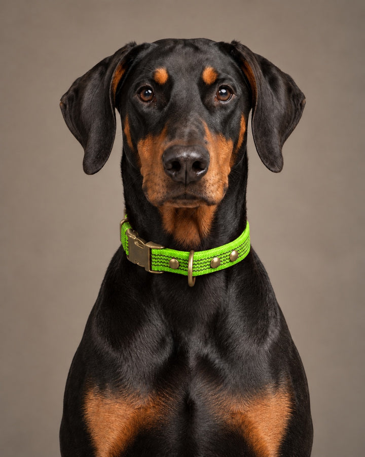 Collar QUICK, Lime / Antique, an einem Hund