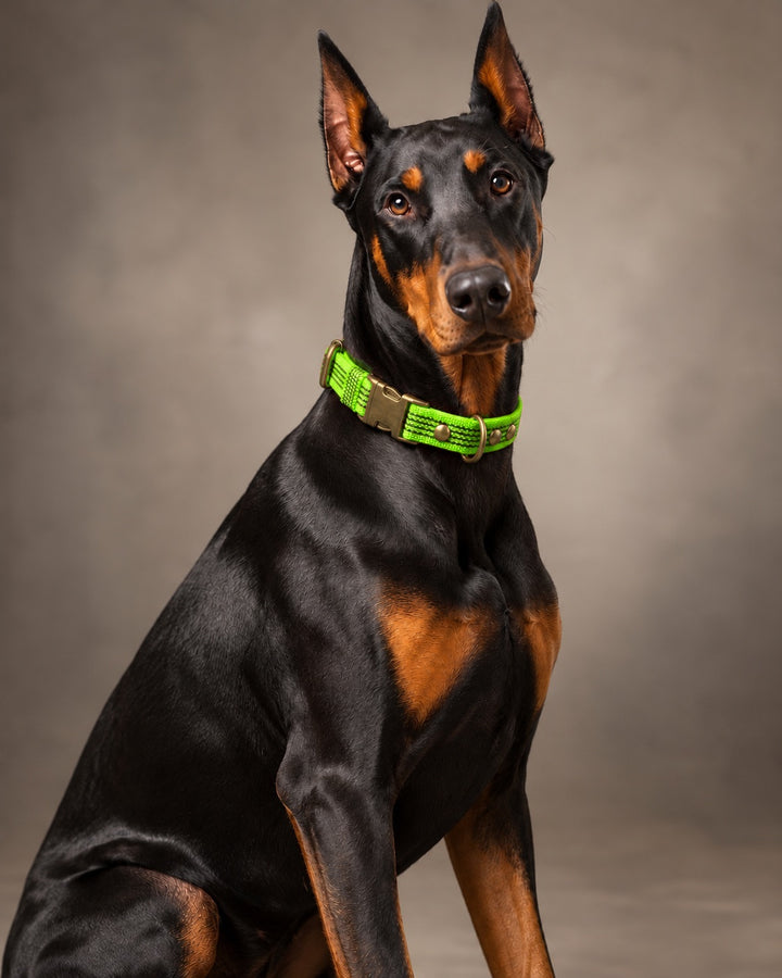 Collar QUICK, Lime / Antique, an einem Hund