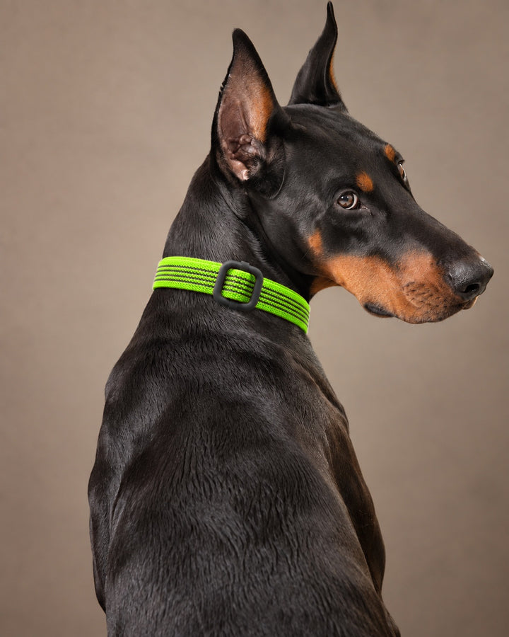 Collar QUICK, Lime / Black, an einem Hund