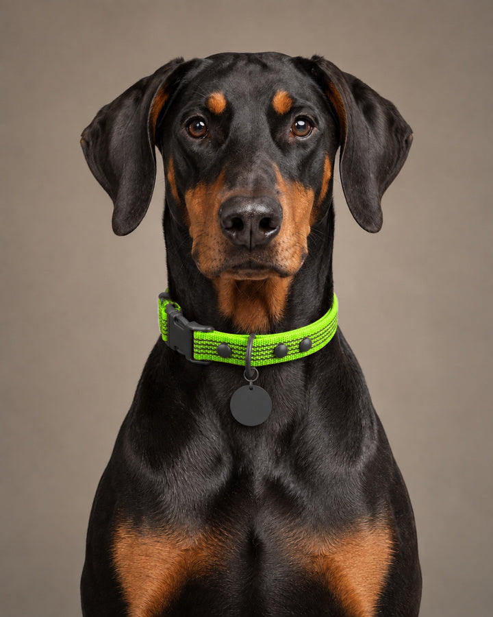 Collar QUICK, Lime / Black, an einem Hund