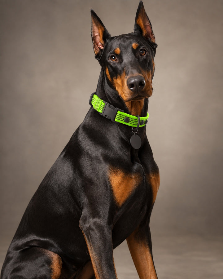 Collar QUICK, Lime / Black, an einem Hund