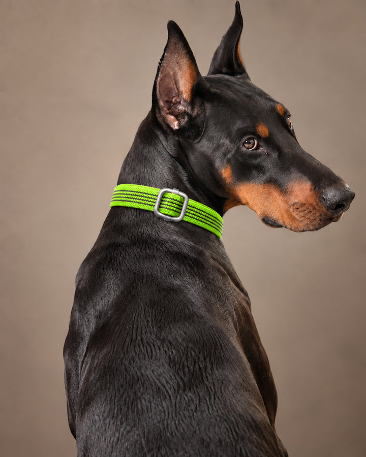 Collar QUICK, Lime / Silver, an einem Hund