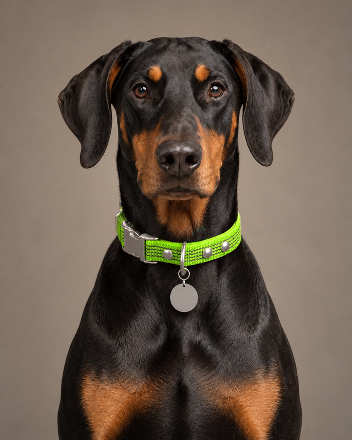 Collar QUICK, Lime / Silver, an einem Hund