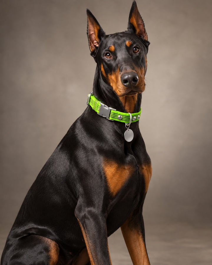 Collar QUICK, Lime / Silver, an einem Hund
