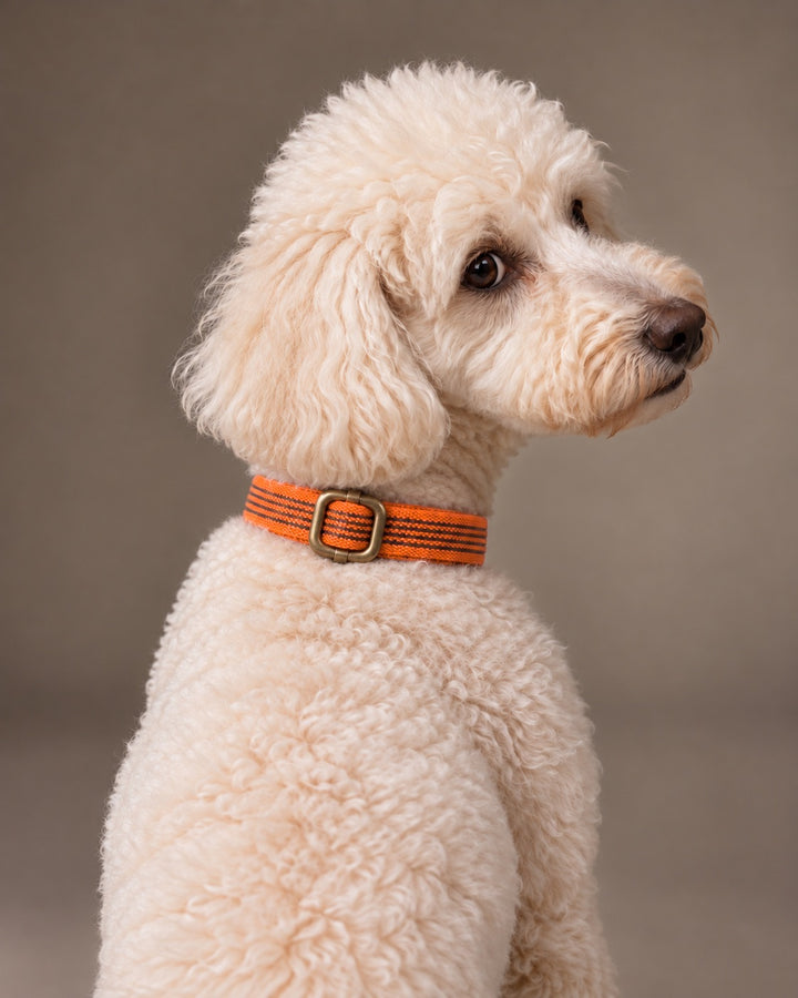 Collar QUICK, Orange / Antique, an einem Hund