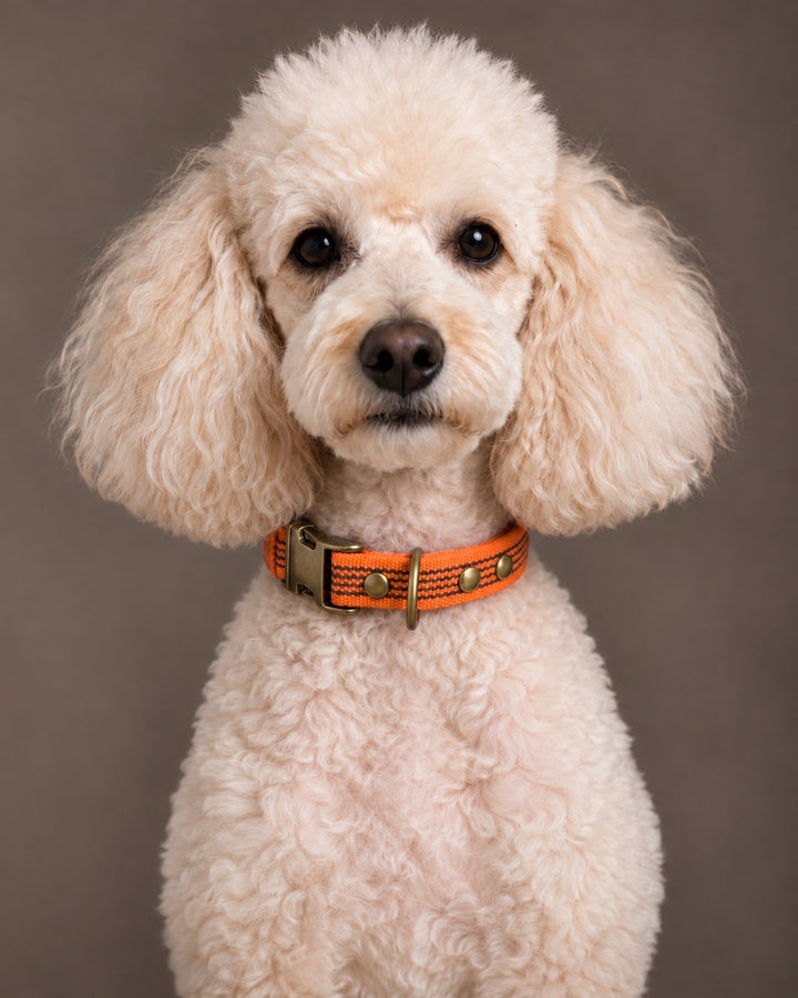 Collar QUICK, Orange / Antique, an einem Hund