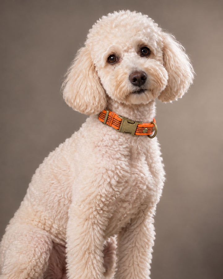 Collar QUICK, Orange / Antique, an einem Hund