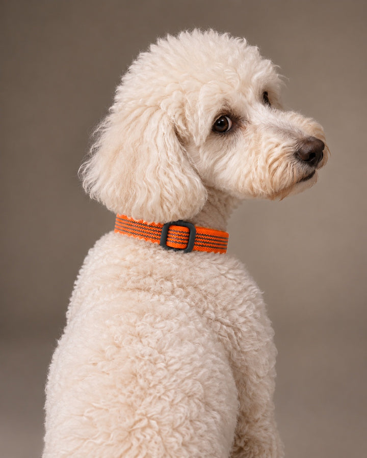 Collar QUICK, Orange / Black, an einem Hund