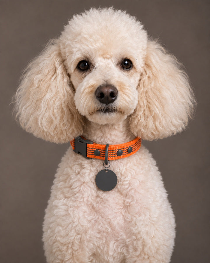 Collar QUICK, Orange / Black, an einem Hund